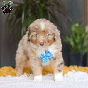 Marlu, Miniature Australian Shepherd Puppy